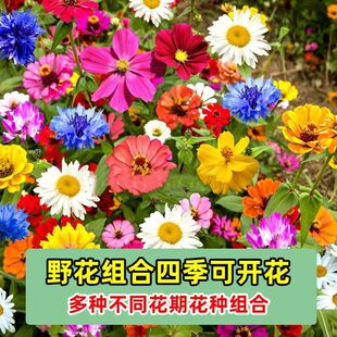 Ұ���M�ϷN���ļ����N�_���N�ѻ������������̨ͥԺ���N�������l