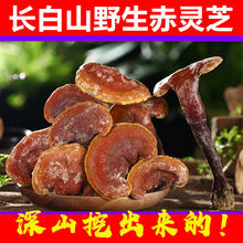 LɽҰ`֥֦ɽݲݾҜIBa