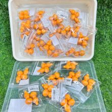 ����ͬ��ľ�|���J����С���J�@ָ���������J����[���≺������l