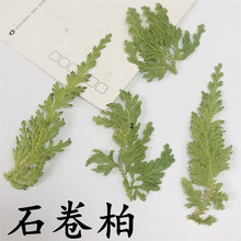 石卷柏 石松押花蜡烛香薰贴画装饰相框DIY干花台灯材料儿童压花画