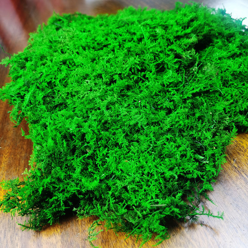 Musgo eterno planta pared cola curvada bloque de musgo vegetación musgo flor seca césped piel pluma grande musgo gris grande flor eterna musgo