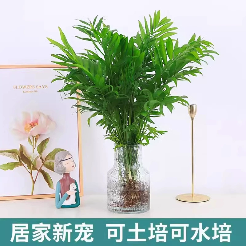 Гидропонный карманный кокосовый комнатный зеленый растение, хвост феникса, бамбук, ленивое горшковое растение, теневыносливое, вечнозеленое, украшение для офисного рабочего стола