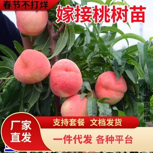 �Ҙ����޽������Ե����Ϸ������Nֲˮ�����綬�Ү���Y���Ҙ���