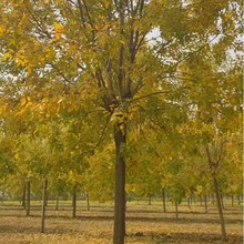 ��Ϟ���玧���l �е����̾G�������Ϟ��ͥԺͥ�a�^������ľ�ͺ�