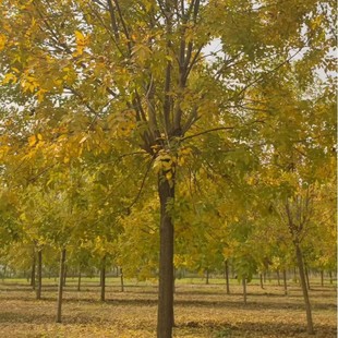 ��Ϟ��G�������е��������Ϟ��ľ�ͺ��m�������½�����ľ