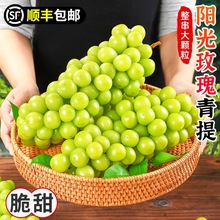 四川阳光玫瑰葡萄 代发3斤整串新鲜当季水果爆甜青提非茉莉葡萄