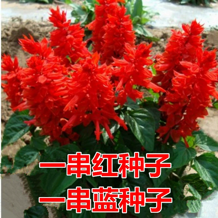Строка семян красных цветов, короткий полюс и высокий полюс, строка семян синих цветов, легко сеять в любое время года, двор, озеленение дорог, семена диких цветов