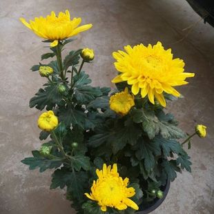 �ļ��ջ����]ȫ���_�󻨴�����m���Ե���ͥԺ�ֲ̨��