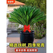 铁树盆栽植物苏铁小树苗四季庭院室内外客厅盆景龙铁好养花卉绿植