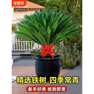 �F������ֲ���K�FС�����ļ�ͥԺ�҃���͏d�辰���F���B���ܾGֲ