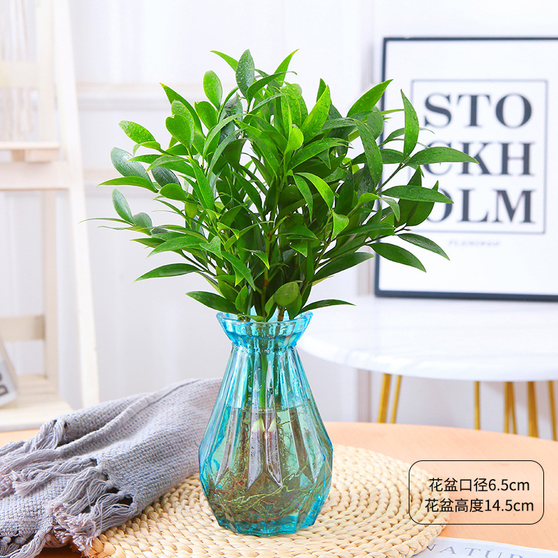 엄선된 대형 모기퇴치대나무 10그루(블루다이아몬드 유리병+크리스탈 머드) + 영양액