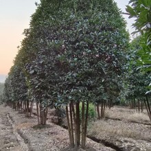 �Ĵ��F���ؑc������8���օ�����10���օ�����12���օ�����