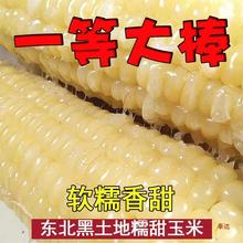 【10根】大棒新货东北新鲜甜糯玉米棒粘玉米速冻一等棒好吃软糯香