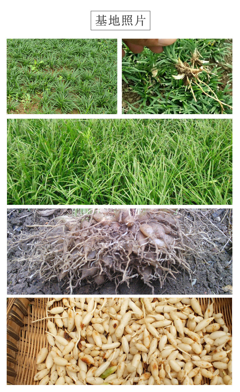 Sichuan Mai Dong Ophiopogon Root Tea Loose Dried Herb 50g Sulphur-Free Grade 2 Wellness Brew quality and texture