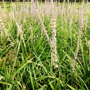 Base Wholesale of Large Numbers of Flowers and Plants Orchid Notoginseng Orchid Notoginseng Seedlings Yin Dry Zone Plants Landscaping