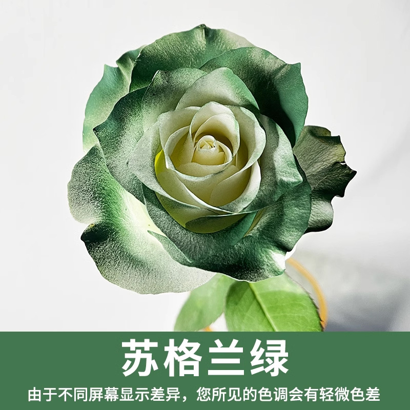 Material de embalaje de flores frescas Agente de tinción en aerosol de flores secas Salsa de ciruela negra Pintura en aerosol de flores Pintura en aerosol de flores Agente de color de flores