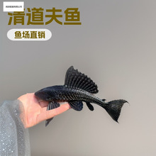 �~��ֱ�N�����Ů�����y�坍�����������Ꭷ�~���嵭ˮ�^�p�~