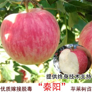 �����O����Ʒ�N��������t�����O������޽ӳ�Ʒ���m���ϱ�����ֲ
