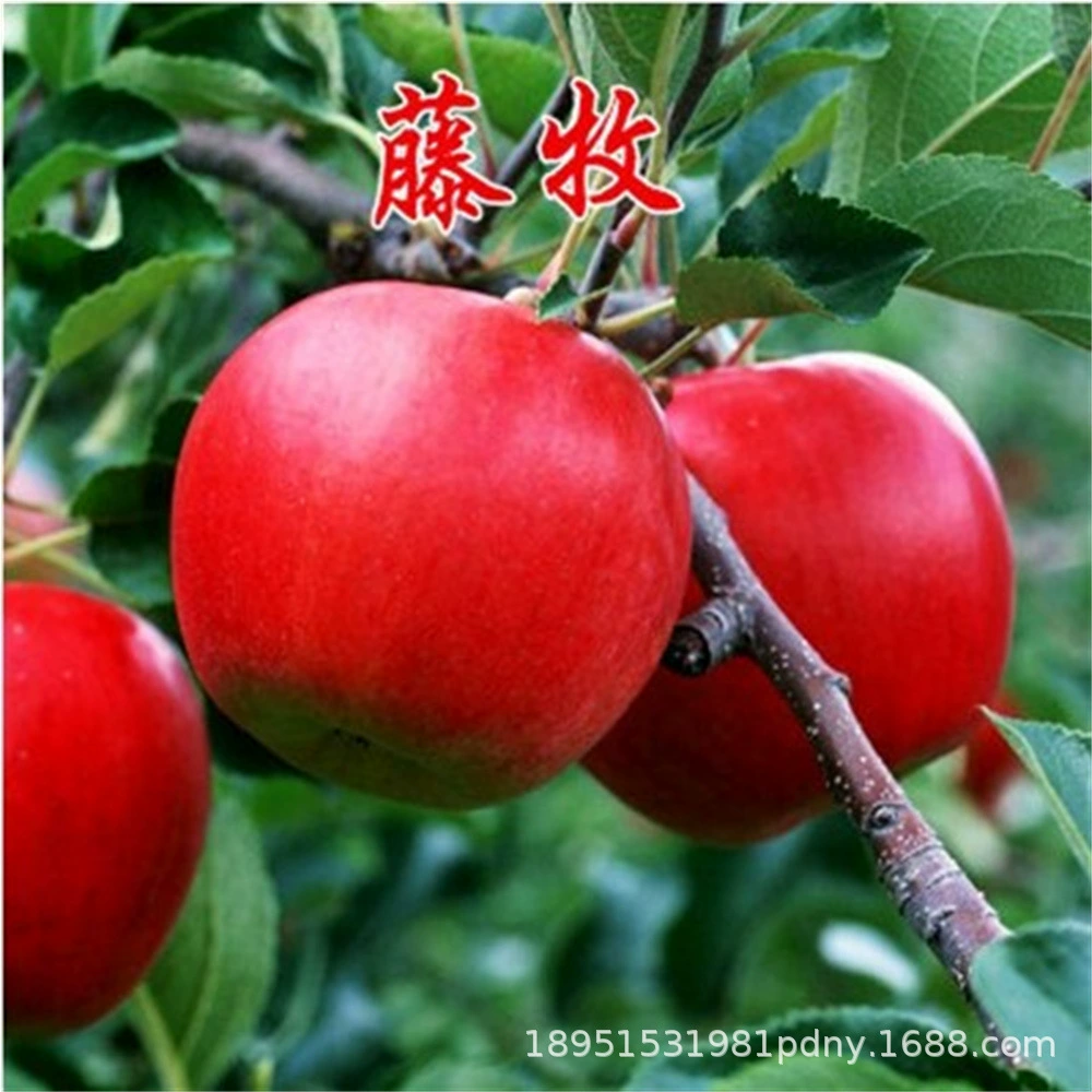 Новая Зеландия Красная Роза Яблоня Рассада Хрустящие сладкие горшки Садовая посадка Саженцы фруктовых деревьев на юге и севере Посадка