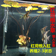 真水草水族箱中后景鱼缸红荷根造景青荷根易养睡莲颗植物到达贸易