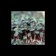 ɏNӽɏNzҹ𾀺^·Sϡнm