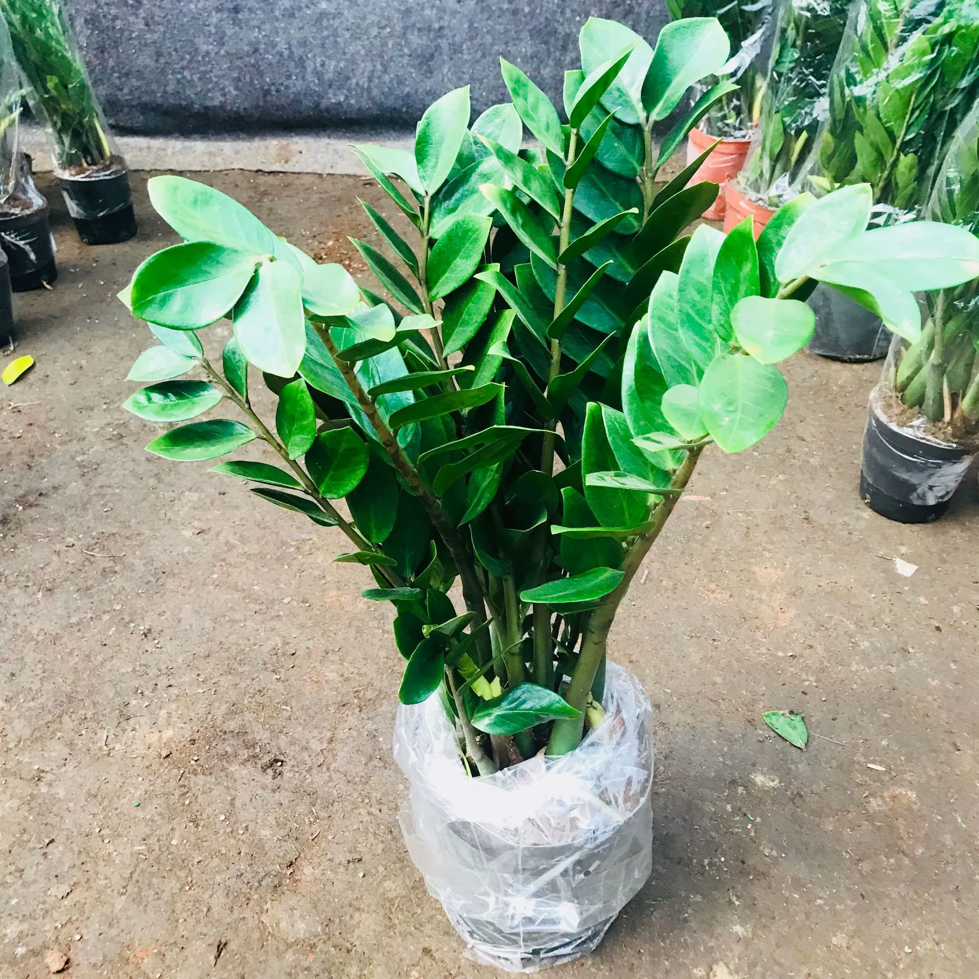 Теплица оптовые продажи зеленые цветы денежное дерево в горшке Комнатные цветы вечнозеленые круглый год хорошие деньги строка