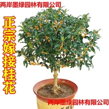 ���ژ��������K�������ļ����ļ��_�����Ի�������ͥԺ