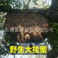 云南大挂蜜纯正天然野生大黑蜂正品百花蜜纯蜂蜜深山蜂蜜2025新蜜