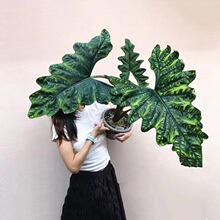 杰克琳海芋杰克林  观叶原种进口热植其他中性无