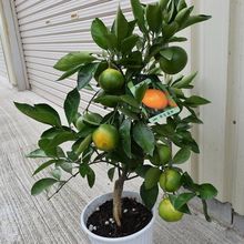 ���Ә���ɰ�������Լ޽ӽ��Ә����Ϸ������Nֲ�̽�ͥԺ���Թ�����