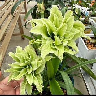 Double-Petaled Amaryllis Bulbs Imported from the Netherlands, Balcony Flower Potted Indoor, Diameter 6cm with 5-8 Sides