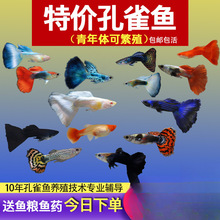 ��ȸ�~С�~�Ꭷ�~ȫ�N�������B�^�p�~С�͵�ˮ���R�~����~