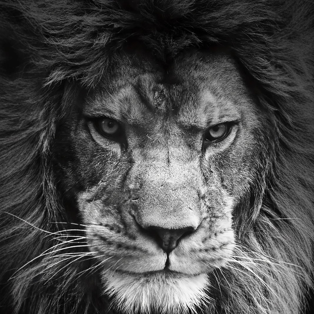 Forest Overlord Lion 3D Printed Men's High Street Fashion suelta transpirable manga corta cuello redondo camiseta en stock