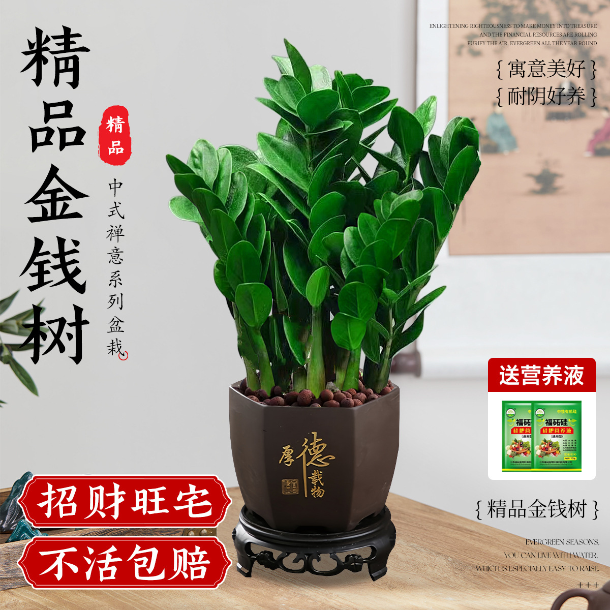 Tanaman Hias Pohon Uang Kecil dalam Pot, 20-25cm, 5-8 Tanaman (Huruf Emas Heksagonal - "Houde Zaiwu" + Tatakan) + Gratis Larutan Nutrisi