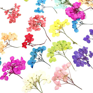 Color-absorbing Anna Hydrangea Embossed Plant Specimen DIY Dropping Glue Necklace Jewelry Mobile Phone Case Photo Frame Painting Baffles Dried Flowers