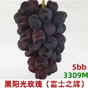 ��ʿ֮�x������ڰ�����������Ʒ�N���ј䮔��Y���ϱ����Nֲ����