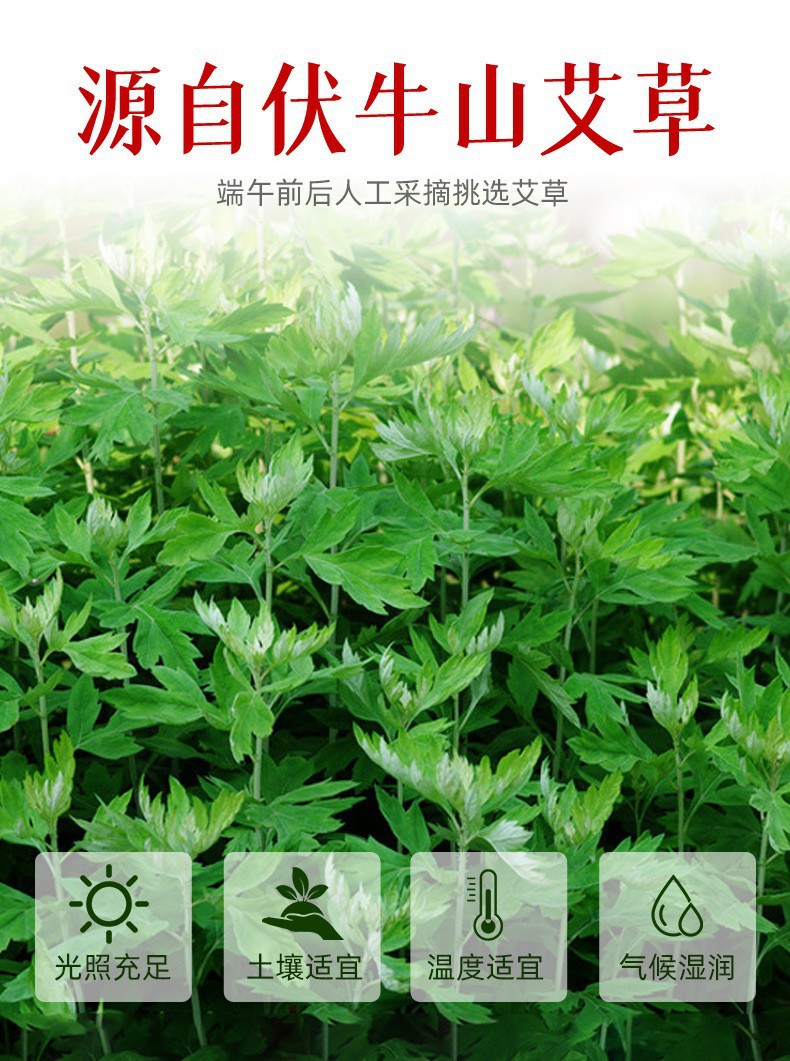 Aged Wild Mugwort Moxa Wool Ai Rong Loose Bulk 500g Bag for Moxibustion Studios overview