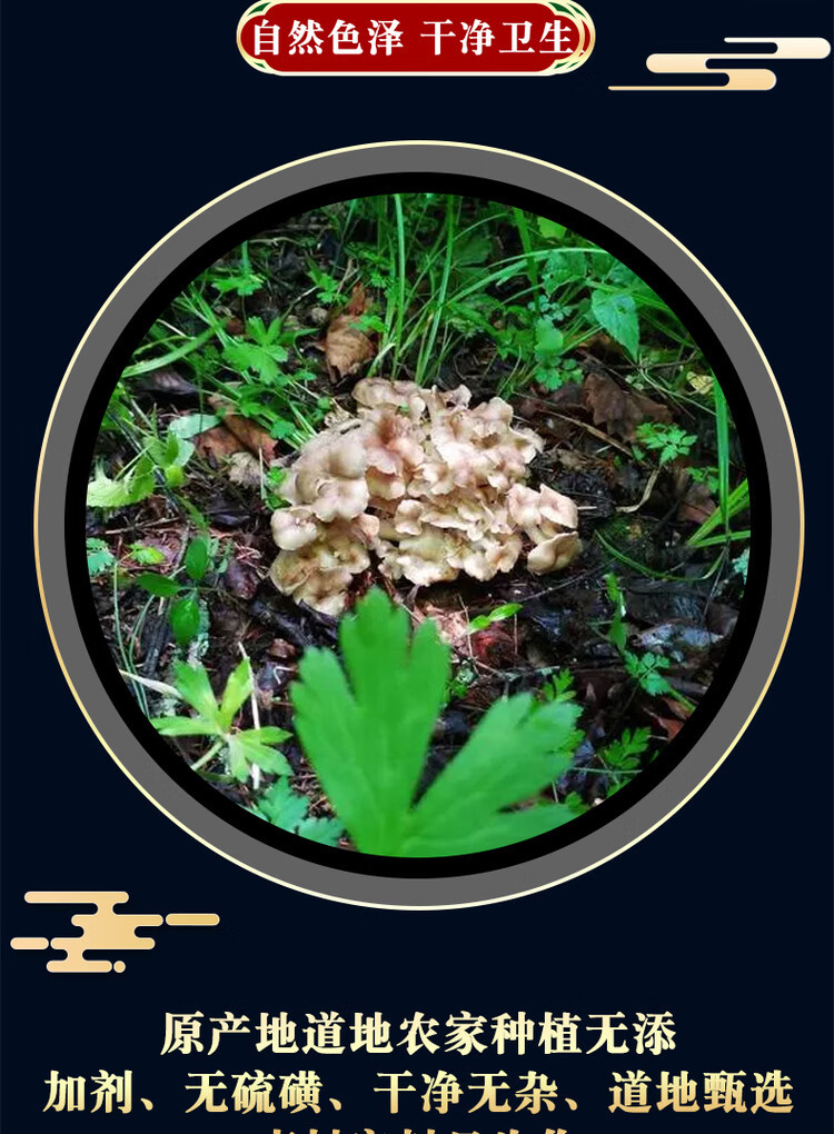 Zhu Ling Polyporus Sclerotium Sliced Dried Herbal Mushroom 500g for Decoction and Grinding key features