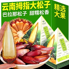 dc巴拉那松子云南产原味熟食拇指大松子大颗粒坚果零食休闲小吃