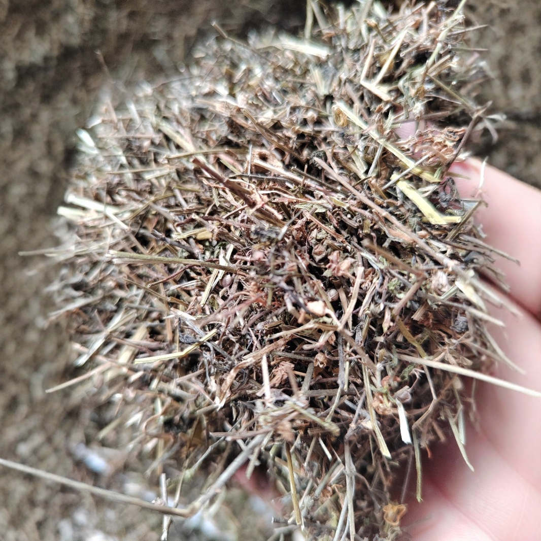 批发优质 白花蛇舌草 中药材批发500g干净过筛中药材批发零售