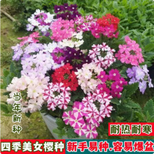 细叶美女樱种子见土就活花种美人樱盆栽铺地锦四季绣球美女樱花籽