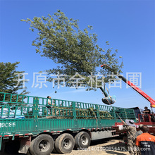 糖槭大树4-25公分丛生造型复叶槭造林糖槭树苗辽宁绿化树基地