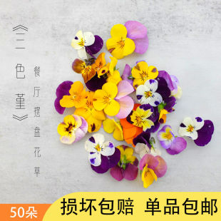 Flowers and Plants Hotel Catering Decoration Edible Plate Three-Color Flowers Fresh Pansies Other Domestic Cultivated Species Neutral