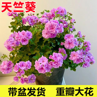 �ذ����ÿ����Ի����҃��̨���B�Ļ��ܴ��ļ����ܲ���������