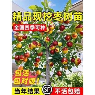 ���J�������󶬗������ش�̖�ϱ����ͺ����Ǘ����Ԏ����������