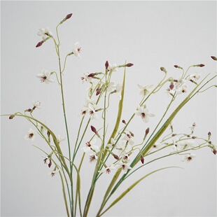 ���滨��֦�������ɏ�Ҿ��b��滨��c����С�黨��