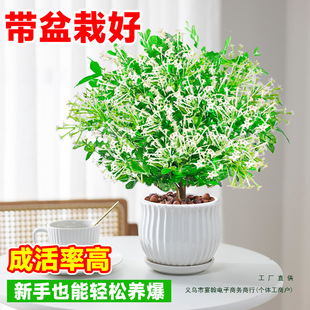 ҹ㻨Ծ㻨̨҃þGֲrļ_B