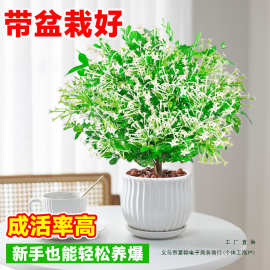 夜来香花树苗盆栽九里香花卉室内阳台驱蚊绿植物鲜花四季开花好养