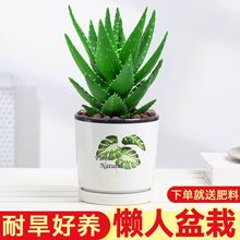 不夜城大芦荟净化空气吸甲醛室内办公室绿植耐旱好养易活懒人盆栽