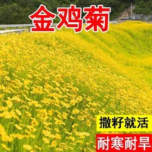 ���u�ջ��Ѷ������޸��󻨽��u�ջ��N�����ļ��׻��ɫ�K�����L